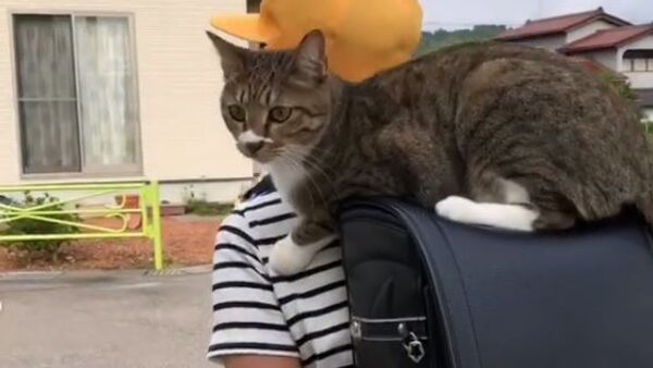 A cat that loves to ride to school on her human’s backpack - Sputnik International