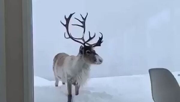 Deer - Sputnik International