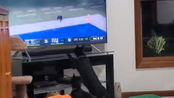 Indiana Black Cats Watch in Awe as Fellow Feline Storms Onto Football Field - Sputnik International
