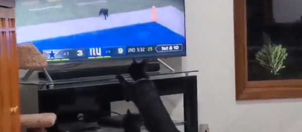 Indiana Black Cats Watch in Awe as Fellow Feline Storms Onto Football Field Indiana Black Cats Watch in Awe as Fellow Feline Storms Onto Football Field - Sputnik International
