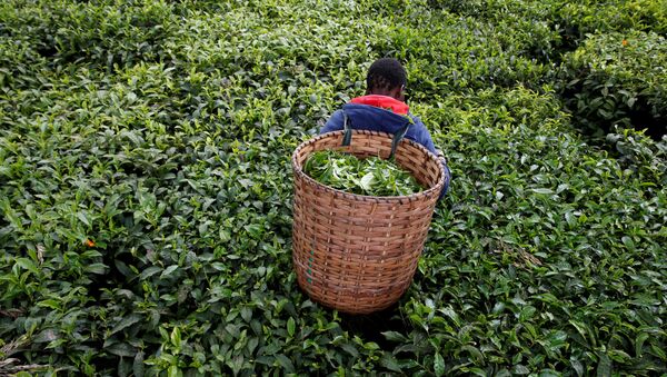 A woman picks tea leaves at a plantation in Kiambu County, near Nairobi, Kenya, April 26, 2018 - Sputnik International