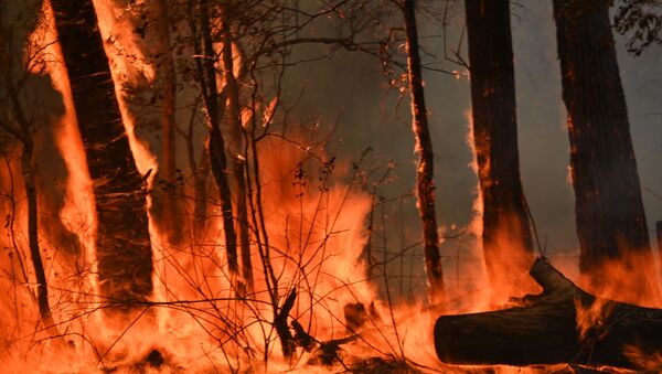 A bushfire burns outside a property near Taree, 350km north of Sydney on November 12, 2019. - Sputnik International