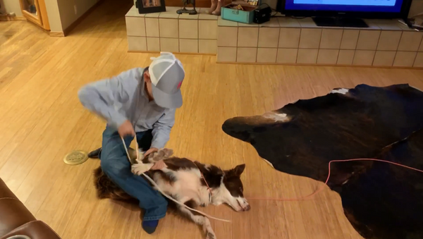 US Child Practices Cowboy Roping Skills on Patient Pup - Sputnik International