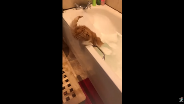 Curious Cat Mistakenly Falls Into Half-Filled Bathtub - Sputnik International