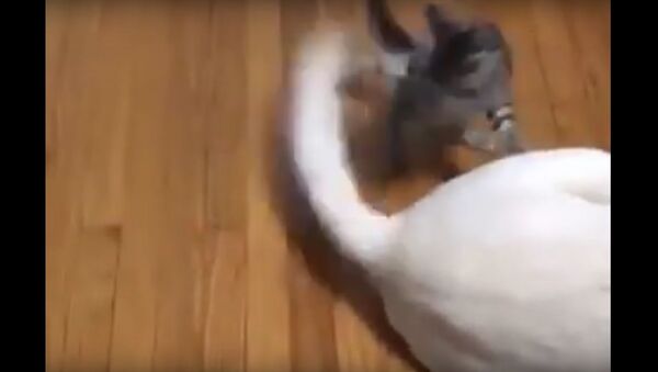 Cat Playing With Dog Tail - Sputnik International