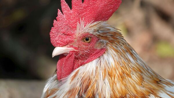 Rooster - Sputnik International
