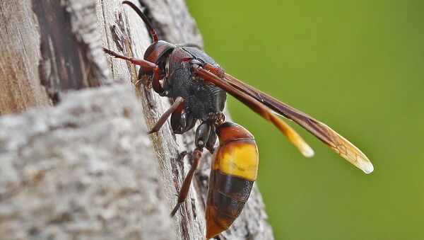 Vespa affinis hornet - Sputnik International