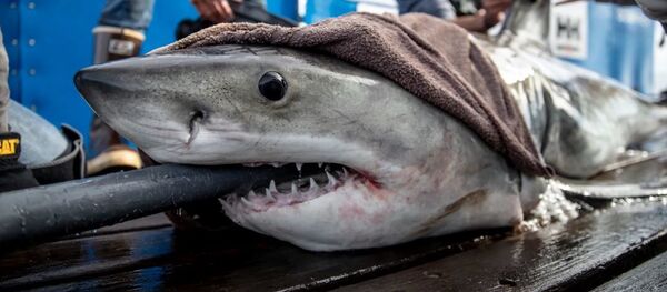 Brunswick the Shark Brunswick the Shark - Sputnik International