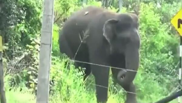 Gajraj, The Elephant, is one of the most intelligent animals in the animal kingdom - Sputnik International