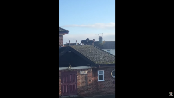 UK Dogs Keep Watchful Eye Atop Roof - Sputnik International