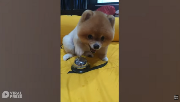 Bossy Pomeranian Rings Bell for Food - Sputnik International