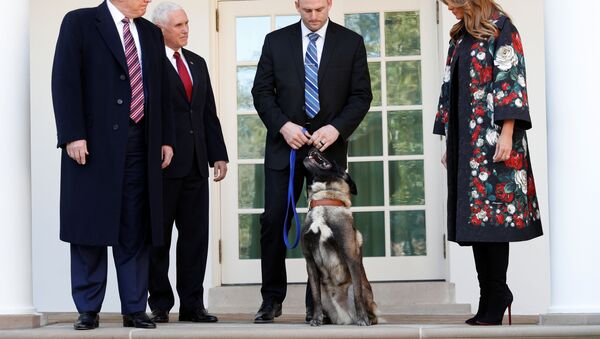 US President Donald Trump poses with Vice President Mike Pence, first lady Melania Trump and Conan, the US military dog that participated in and was injured in the U.S. raid in Syria that killed ISIS leader Abu Bakr al-Baghdadi, while standing with the dog's military handler on the colonnade of the West Wing of the White House in Washington, US,  November 25, 2019. - Sputnik International