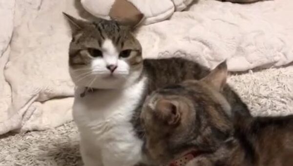 Two cats having a fight - Sputnik International