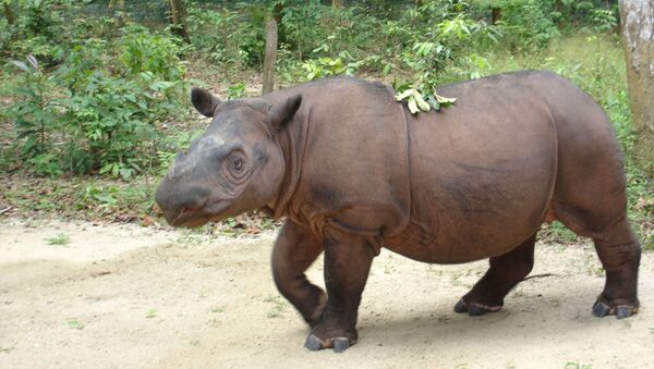 Sumatran Rhinoceros (Dicerorhinus sumatrensis sumatrensis) named Ratu at Sumatran Rhino Sanctuary, Way Kambas, Lampung Province, Sumatra Island, Indonesia - Sputnik International