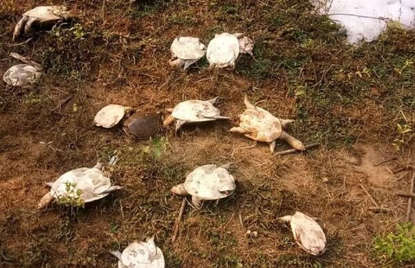 Smuggled Softshell Tortoise Abandoned on Road in Southern India - Photos  - Sputnik International