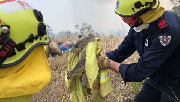 Fire and Rescue NSW team give water to a koala as they rescue it from fire in Jacky Bulbin Flat, New South Wales, Australia November 21, 2019 - Sputnik International