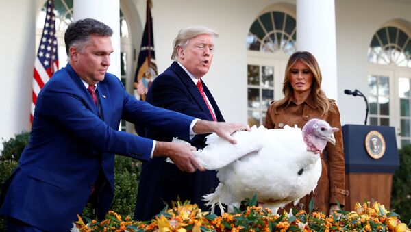 US President Donald Trump pardons one of the 72nd National Thanksgiving Turkeys as Wellie Jackson, who raised the turkey, holds it and first lady Melania Trump looks on during the turkey pardoning ceremony in the White House Rose Garden, 26 November 2019 - Sputnik International