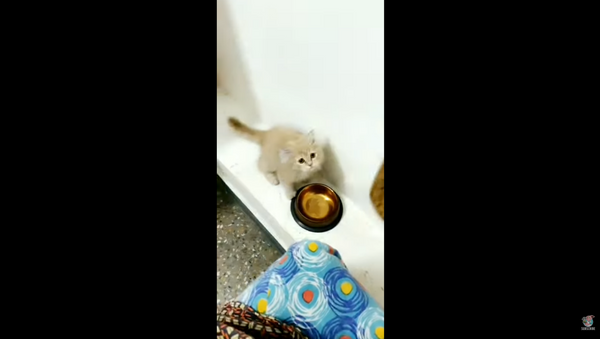 Coming in Hot: Hungry Kitty Zooms in for Food - Sputnik International