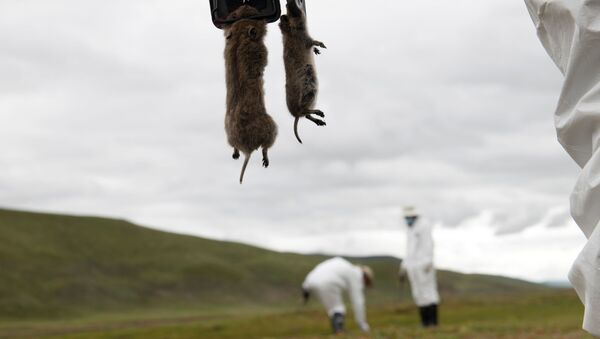 A member of the plague prevention team under a local disease control and prevention centre holds rodents on a grassland in Serxu county, Garze Tibetan Autonomous Prefecture, Sichuan province, China August 28, 2019 - Sputnik International
