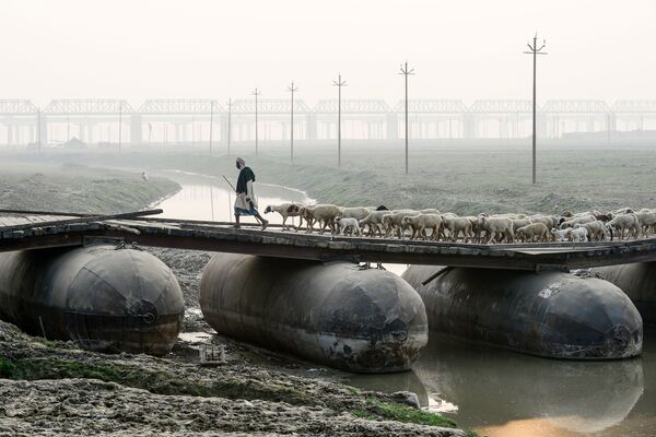 A shepherd leads a flock of sheep over a pontoon bridge in Allahabad on 26 November 2019. - Sputnik International