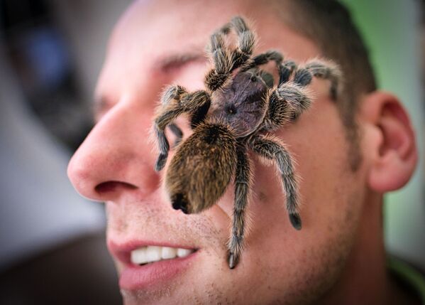 A Chilean rose tarantula (Grammostola rosea) rests on the face of a visitor at a giant spider and insect exhibition in Hanover, northern Germany, on 23 November 2019. - Sputnik International