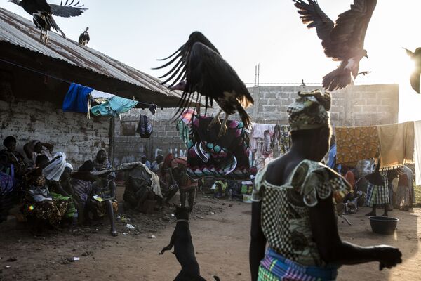Hooded vultures are chased away by a dog as they look for scraps after a family slaughtered a cow at a funeral celebration in Bissau on 26 November 2019. - Sputnik International