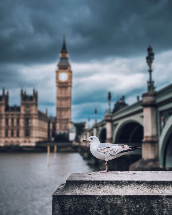 A gull against the backdrop of Big Ben, London. - Sputnik International