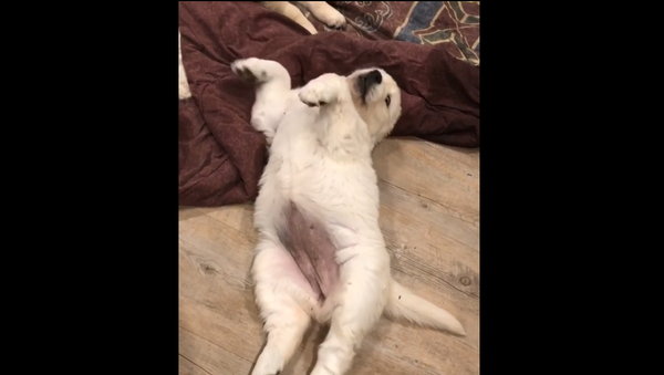Golden Retriever Pup Sleeps - Sputnik International