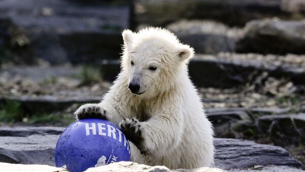 The polar bear cub Hertha - Sputnik International