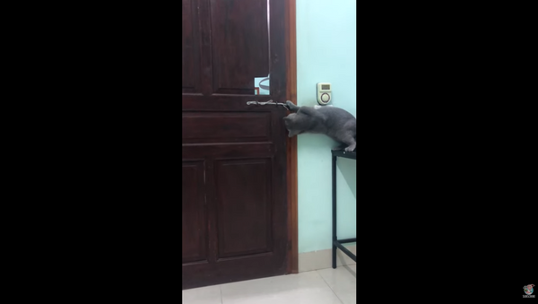 Vietnamese Cat Overcomes Locked Door, Makes Great Escape - Sputnik International