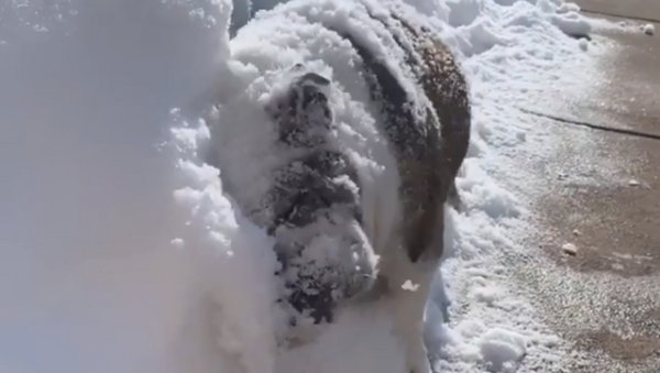 Bulldozer Pooch Plows Through Colorado Snow - Sputnik International