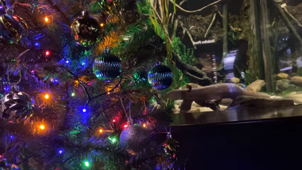 Eel Offers Up Electrifying Christmas Decorations at US Aquarium - Sputnik International