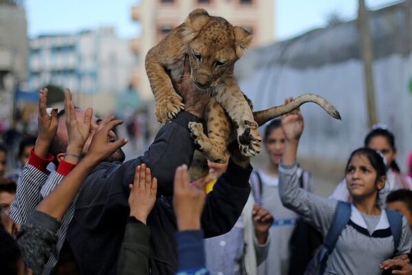A Palestinian man carries a lion cub as he shows it to children in Rafah refugee camp in the southern Gaza Strip December 4, 2019. - Sputnik International