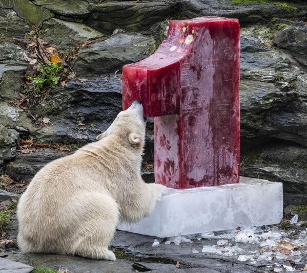 Female polar bear Hertha inspects an ice bomb filled with fish, fruit and vegetables she was given for her fist birthday on December 1, 2019 at the Tierpark zoo in Berlin.  - Sputnik International