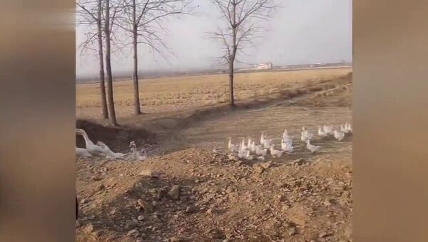 Thousands of geese lined up to cross road - Sputnik International