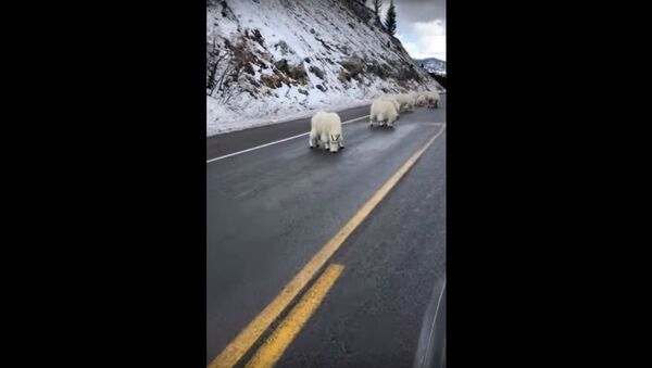 White Mountain Goats Wyoming  - Sputnik International