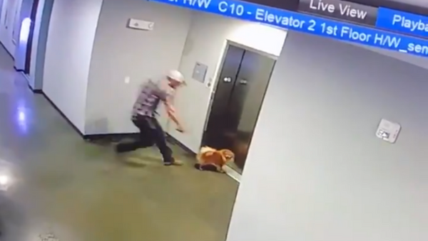 Heroic Man Saves Pup Whose Leash Gets Caught on Elevator - Sputnik International