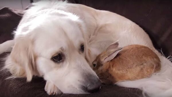 Love Knows No Bounds: Golden Retriever, Rabbit Make Best of Friends - Sputnik International