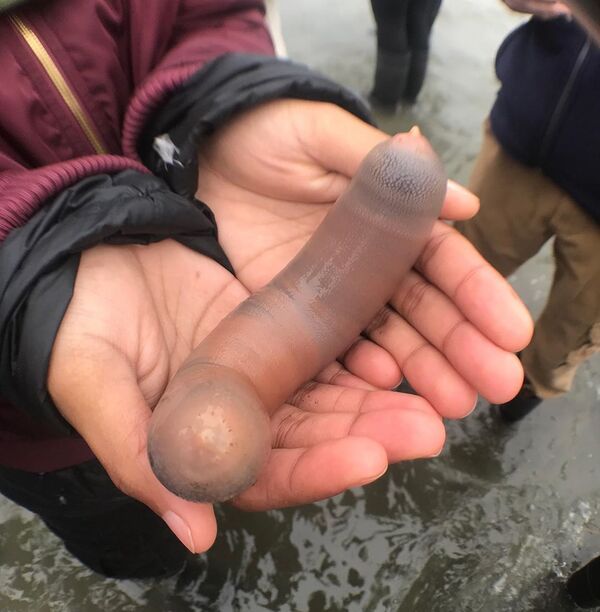 From ‘Penis Fish’ to ‘Roaches Fed Moon Rock’: Five of the Most Bizarre Science Stories of 2019 - Sputnik International