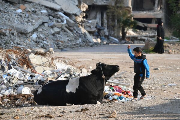 A boy feeds a cow in the Harasta district, northeast of Damascus, Syria - Sputnik International