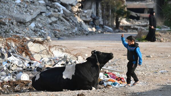 A boy feeds a cow in the Harasta district, northeast of Damascus, Syria - Sputnik International