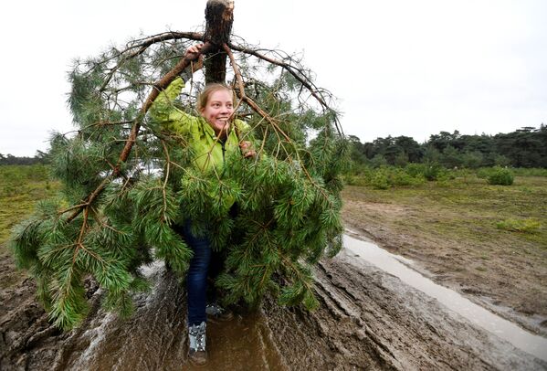 A woman carries her free sawed Christmas tree at The Dutch Hoge Veluwe National Park in Otterlo Netherlands December 7, 2019. The initiative aims at reducing the pine population in the park, which is growing in vast proportions due to the amount of nitrogen in the soil. Picture taken December 7, 2019 - Sputnik International