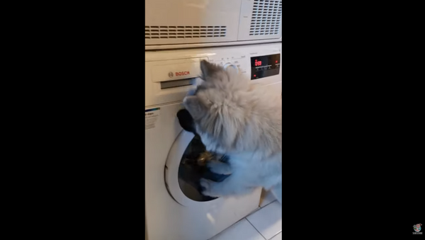 Norwegian Pup Attempts to Free Friend From Washing Machine - Sputnik International