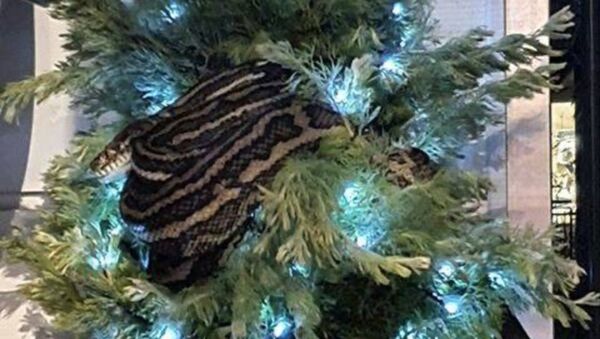 Leanne Chapman emigrated to inner-city Brisbane from the UK and is about to have her first Christmas here. She’s got a (live) python in her tree, lucky her ... Really, this is not normal. Pics via  @abcbrisbane  and Leanne - Sputnik International