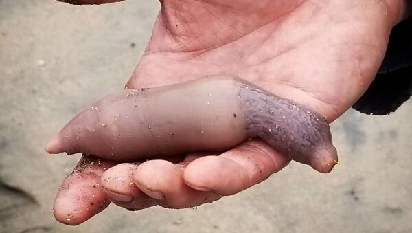 A fat inkeeper worm, also referred to as 'penis fish' due to its phallic shape - Sputnik International