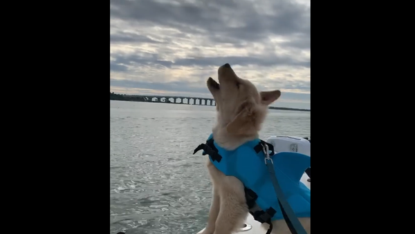 Golden Retriever pup on a boat - Sputnik International