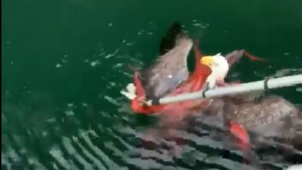Prey Becomes Predator: Bald Eagle Caught in Octopus Death Grip in Canada   - Sputnik International