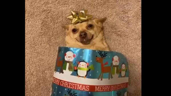 Adorable Chihuahua Turns Into Holiday Present - Sputnik International