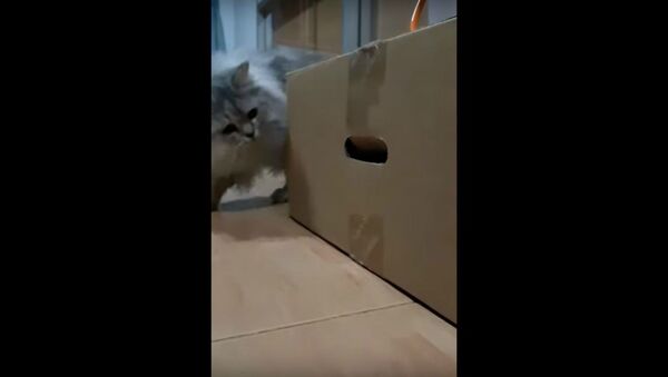 Peek-A-Boo Paw! Thai Cat Perplexed by Strange Box With Arms - Sputnik International
