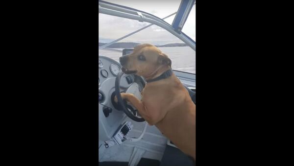 Cool Canine Cruises Off Australian Coast - Sputnik International